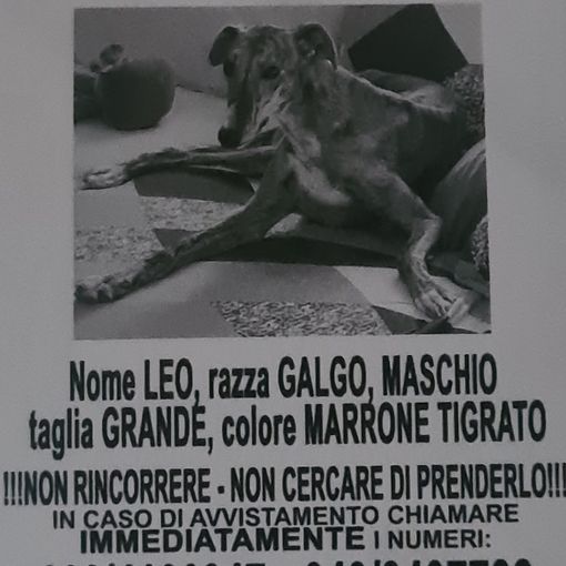 Asti: si cerca Leo, levriero scomparso ieri da corso Felice Cavallotti