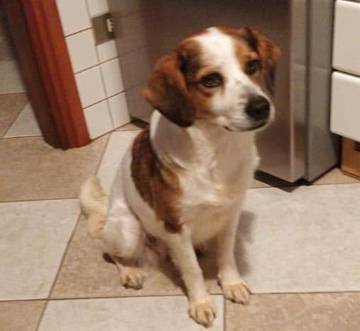 Ritrovata la dolce cagnolina Sally, grazie al passaparola. La piccola sta bene