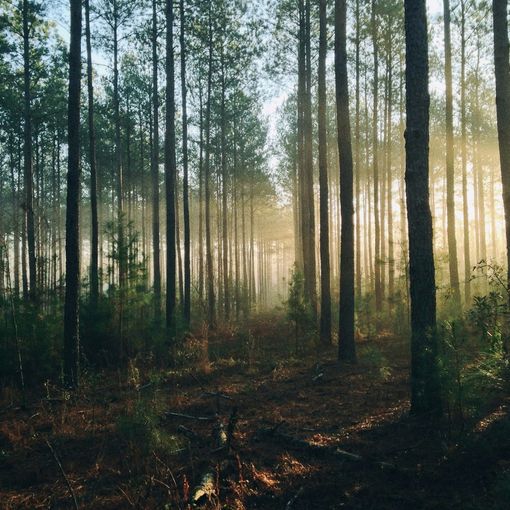 Le foreste, un patrimonio da salvaguardare anche per la nostra Regione