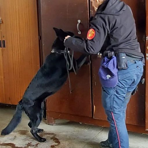 Servizio antidroga in una scuola superiore di Asti. Trovati 33 grammi di hashish e un &quot;grinder&quot; per triturare la sostanza