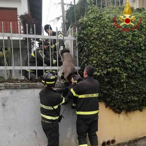 Il capriolo salvato a San Damiano