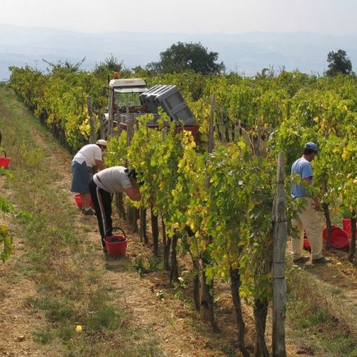Persone al lavoro in vigna