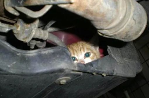 Un gatto in un vano motore - Immagine dal web, non riferita allo specifico episodio riportato nell'articolo