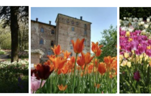 Messer Tulipano: una fioritura breve, ma ricca di eventi