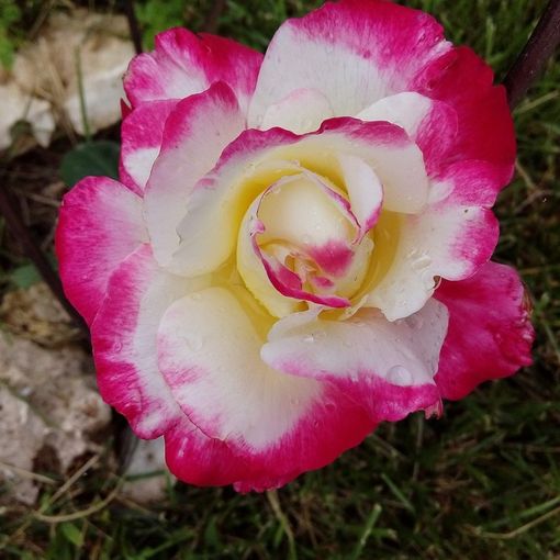 Al via la terza edizione di &quot;Rosso di rose&quot; a Viarigi con conferenze, eventi e il filo conduttore &quot;Rosso Monferrato&quot;