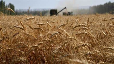 L'invasione di cereali russi mette a rischio il comparto agricolo italiano: le considerazioni di Coldiretti Asti
