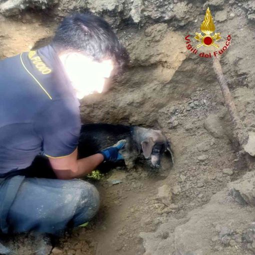 Alcune immagini relative il salvataggio della cagnolina