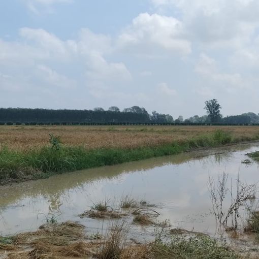 La fase metereologica che si trascina con forti piogge ormai da mesi mette in allarme gli Agricoltori Autonomi Italiani