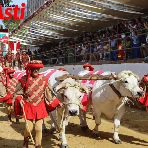 I buoi per il Carroccio del Palio arriveranno dal Vercellese con otto addetti esperti