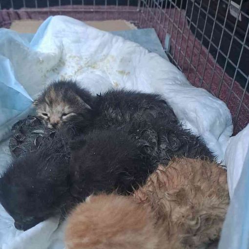 Tutti salvi i gattini bloccati in un canale di scolo a Rocca d'Arazzo