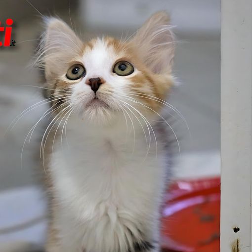Un gatto ospite del canile municipale di Asti (Merphefoto)