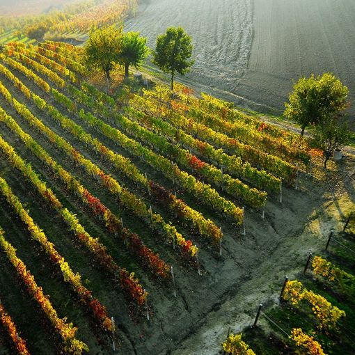 Grande attesa per il Barbera D'Asti Wine Festival, ad Asti dal 6 al 15 settembre
