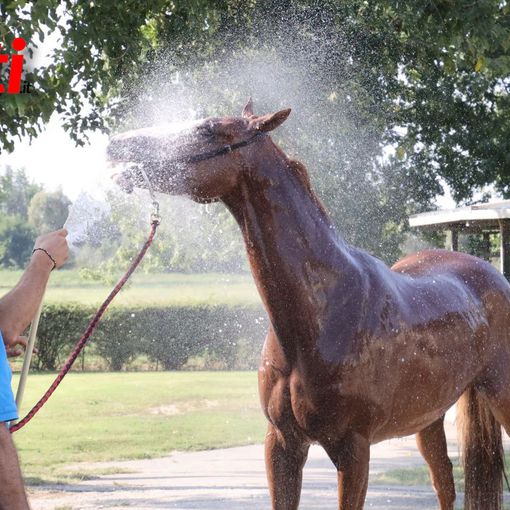 Le immagini della prima mattina di visite veterinarie (Merphefoto)