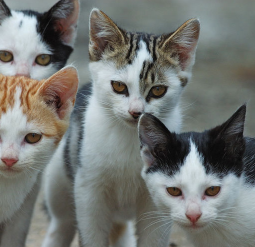 Popolazione felina: dalla regione 170 mila euro per 25 comuni