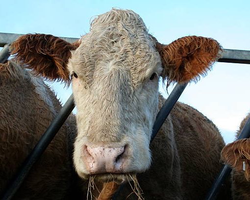 Focolai di afta epizootica in Germania: alta la guardia sulle importazioni di animali vivi