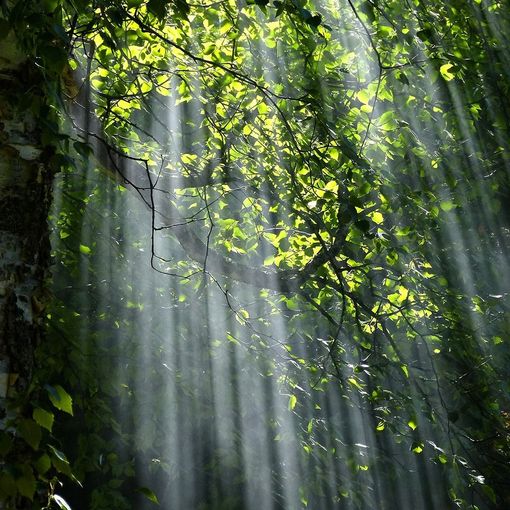 Una rinascita nel bosco: il viaggio di Luca Tresoldi attraverso la fotografia e la sensibilità chimica multipla