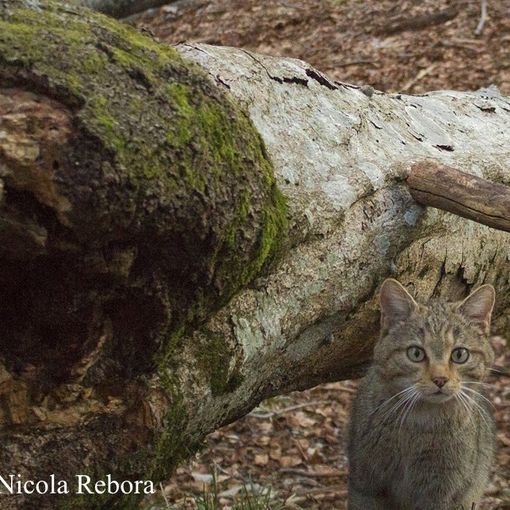 Il ritorno del gatto selvatico in Piemonte: una serata per scoprire la magia della natura