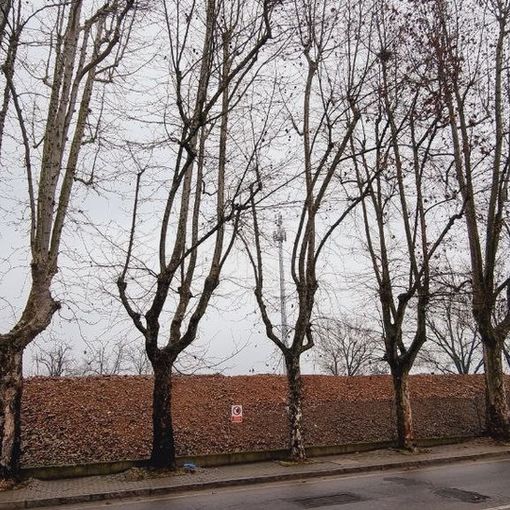 I platani di corso Savona (J.Dem.A)