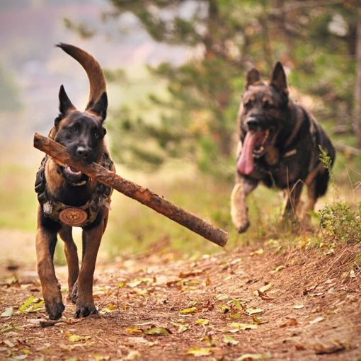 Duecto: l'antiparassitario per cani per una protezione tripla ed efficace