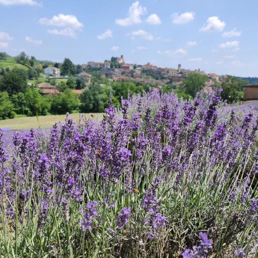 Castelnuovo Don Bosco, Una serata di musica e danza in solidarietà con Gaza