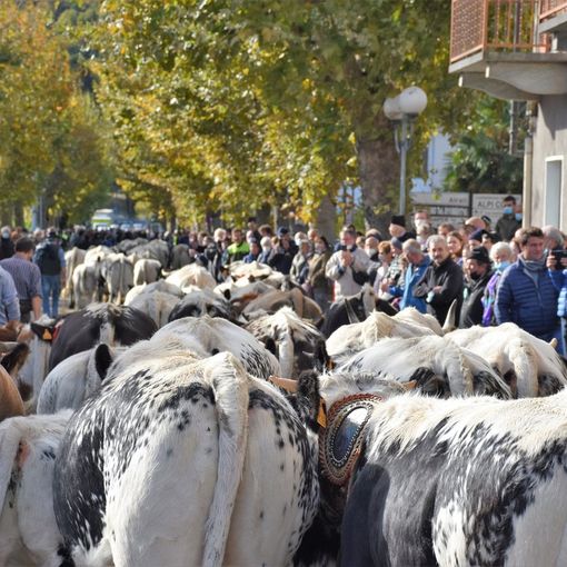 Circa 4 mila animali in sfilata e centinaia esposti per la Fiera dei Santi