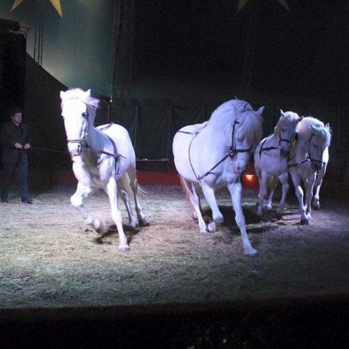 Foto tratta dalla pagina Facebook del circo