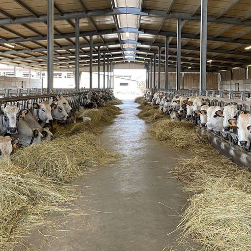 Alcuni dei capi allevati da Andrea Rabino