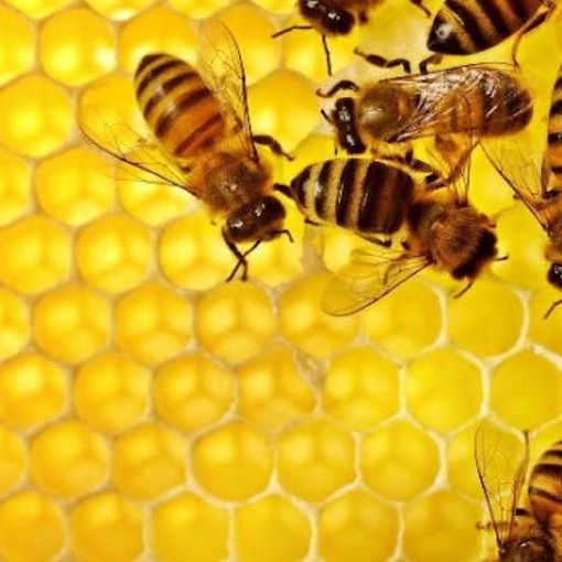 Torna online il corso di apicoltura di primo livello, targato Aspromiele