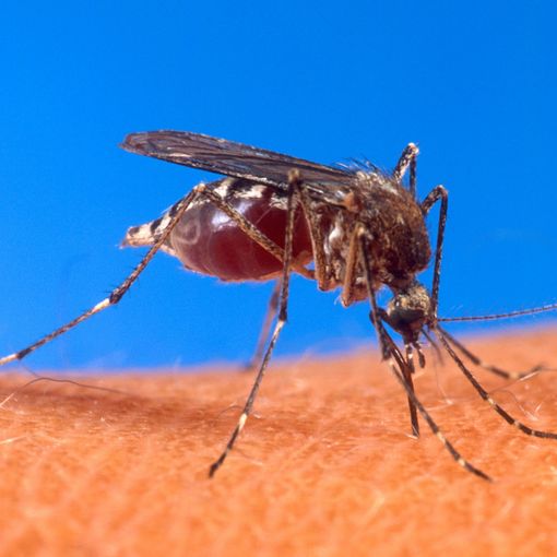 Scoperta ad Asti, in frazione Mombarone una zanzara mai riscontrata in Piemonte