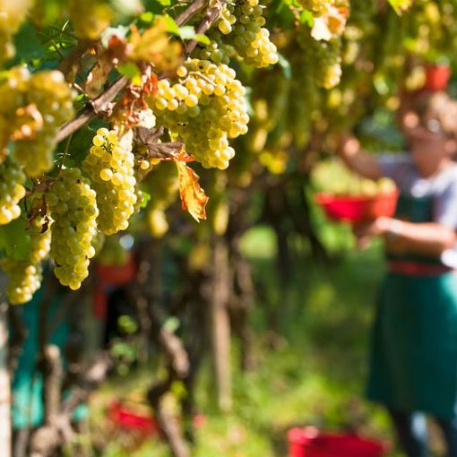 &quot;Iolavoro in agricoltura&quot;: dalla Regione un'iniziativa per sostenere il settore agricolo