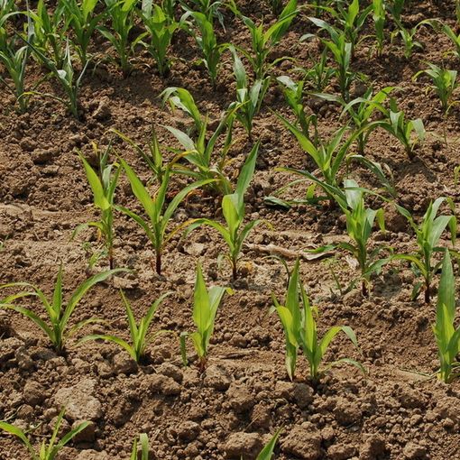 Regione Piemonte: convocato domani il primo tavolo per l'irrigazione e la bonifica