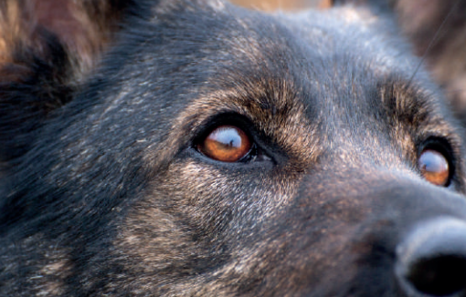 Animali d’affezione, necessaria una maggiore tutela. Cirio: &quot;Piemonte all'avanguardia per la prevenzione al randagismo&quot;