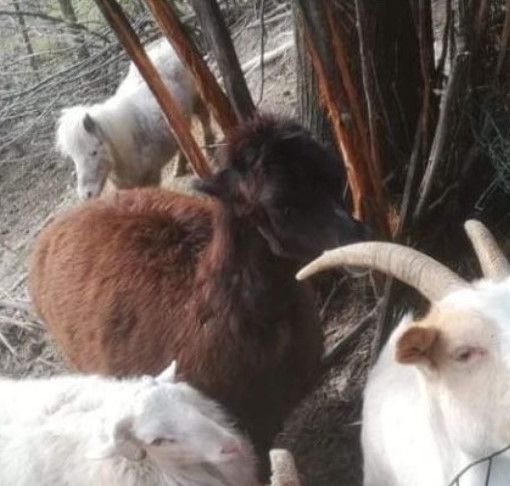 Alcuni degli animali accuditi da Franco Trento