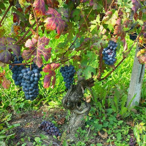 Degustazione alla cieca questa mattina per il Nizza Docg