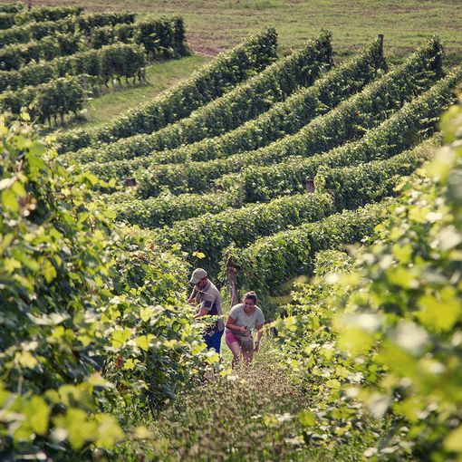 La vendemmia 2019 del Nizza segna un +44,75%. Una crescita a doppia cifra rispetto al 2018