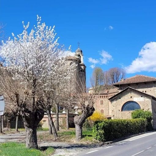 Il bi-albero di Bubbio, foto di Gianfranco Torelli