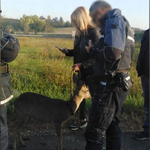 Capriolo salvato da una pattuglia della Polizia Locale nei pressi del casello Asti Est