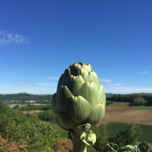 Il carciofo del sorì tra i Presidi Slow Food, approda sui mercati [VIDEO]