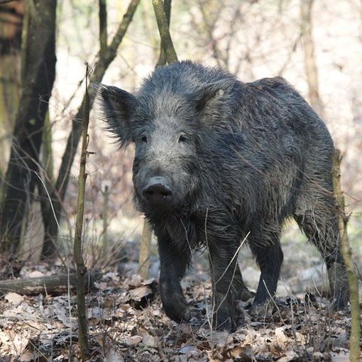 Peste suina, Legambiente: &quot;Servono iniziative di rilancio anche per il mondo dell'outdoor&quot;