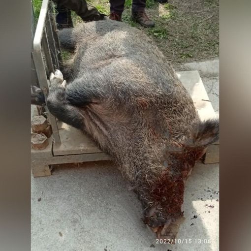 Il grosso cinghiale abbattuto a San Marzano Oliveto