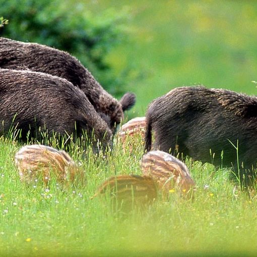 Peste suina: allargata la zona infetta. 78 i comuni interessati in Piemonte, tutti in provincia di Alessandria