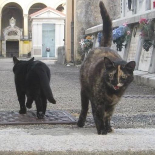 Un paio di 'ospiti' della colonia felina del cimitero di Asti
