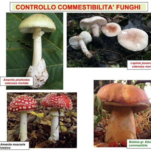 I consigli degli esperti per evitare brutte sorprese mangiando i funghi 'sbagliati'