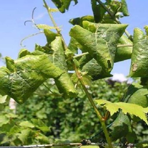 Flavescenza dorata della vite: operativo il tavolo tecnico regionale per l'emergenza