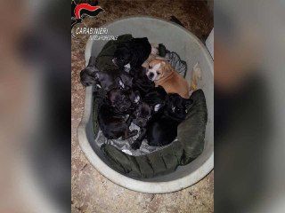 La Procura di Asti e i Carabinieri di Cuneo smascherano un traffico internazionale di cuccioli [VIDEO]