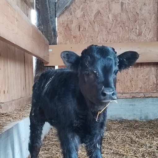 A Moasca nasce un vitellino di razza Dexter, la &quot;mini mucca&quot;. È tra i pochi presenti in Italia
