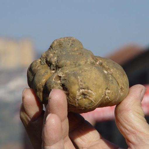 A Canelli novembre vuol dire fiere. Al centro il tartufo, ma non solo