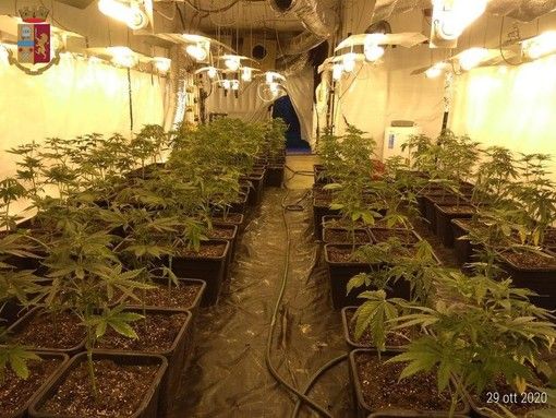 Coltivazione di marijuana scoperta a Canelli dalla Squadra Mobile di Cuneo