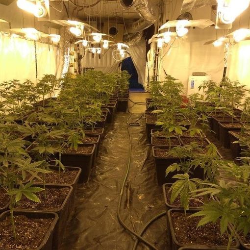 Serra di marijuana scoperta a Canelli