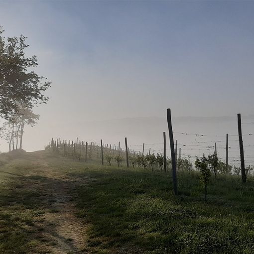 Terre Alfieri in Paniere: un seminario per conoscere il territorio e i suoi prodotti